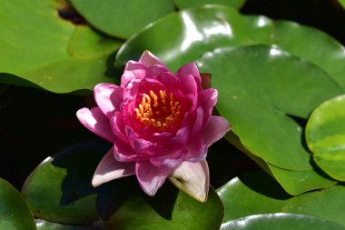 Güzel çiçek açan nilüfer çiçekleri yaz günü gölette büyür. 