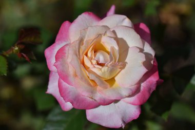 Güneşli yaz gününde bahçede yetişen güzel çiçekler. 