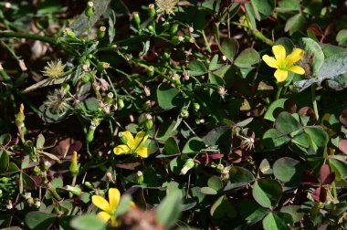 Güneşli yaz gününde bahçede yetişen güzel çiçekler. 