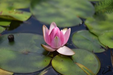 Yaz günü gölette büyüyen güzel nilüferler. 