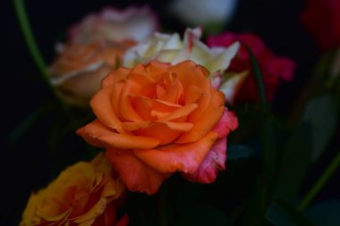 Koyu arkaplanda güzel çiçekler, yaz konsepti, yakın manzara  