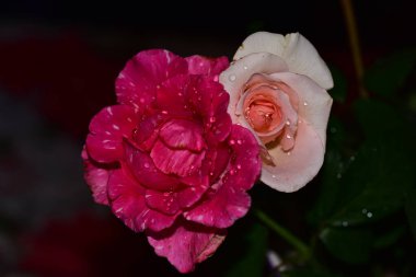 Koyu arkaplanda güzel çiçekler, yaz konsepti, yakın manzara  