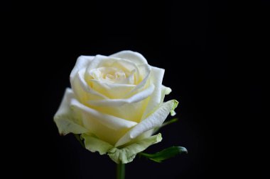 Koyu arkaplanda güzel çiçekler, yaz konsepti, yakın manzara  