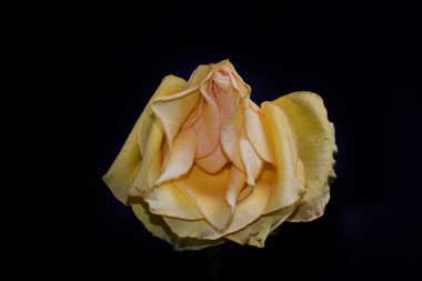 Koyu arkaplanda güzel çiçekler, yaz konsepti, yakın manzara  