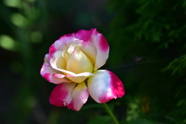 Güneşli yaz gününde bahçede yetişen güzel çiçekler. 