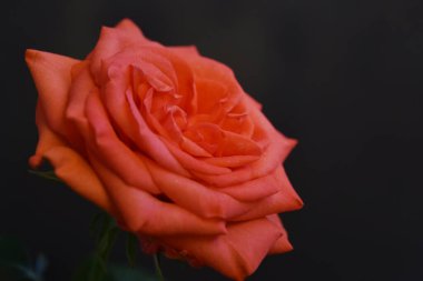 Koyu arkaplanda güzel çiçekler, yaz konsepti, yakın manzara  