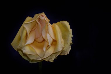 Koyu arkaplanda güzel çiçekler, yaz konsepti, yakın manzara  