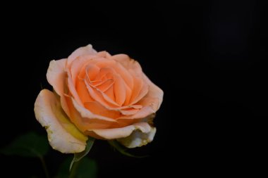 Koyu arkaplanda güzel çiçekler, yaz konsepti, yakın manzara  