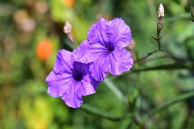 Güneşli yaz gününde bahçede yetişen güzel çiçekler. 