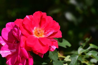 Güneşli bir günde bahçede büyüyen güzel çiçekler. 