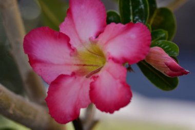 Güneşli yaz gününde bahçede yetişen güzel çiçekler. 