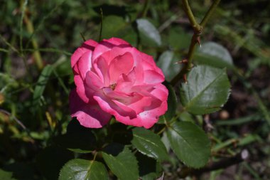 Güneşli yaz gününde bahçede yetişen güzel çiçekler. 