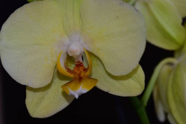 Koyu arkaplanda güzel çiçekler, yaz konsepti, yakın manzara  