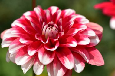 Güneşli yaz gününde bahçede büyüyen güzel bir çiçek. 