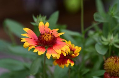 Güneşli yaz gününde bahçede yetişen güzel çiçekler. 