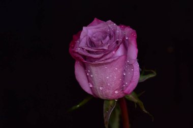 Koyu arkaplanda güzel bir gül, yaz konsepti, yakın görüş  