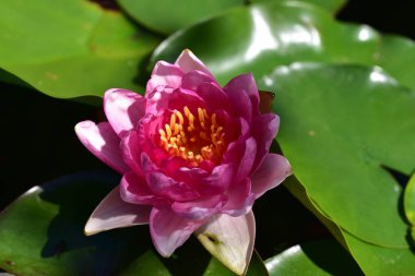 Güzel çiçek açan nilüfer çiçekleri yaz günü gölette büyür.