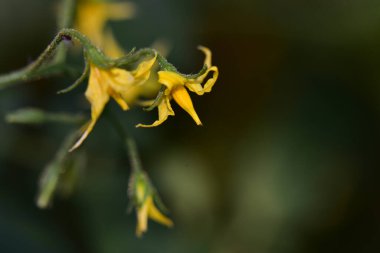 Güneşli yaz gününde bahçede yetişen güzel çiçekler. 