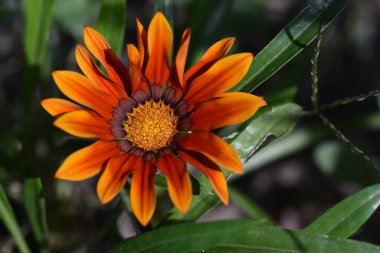 Güneşli yaz gününde bahçede yetişen güzel çiçekler. 