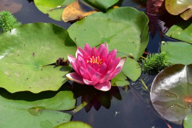Güzel çiçek açan nilüfer çiçekleri yaz günü gölette büyür.