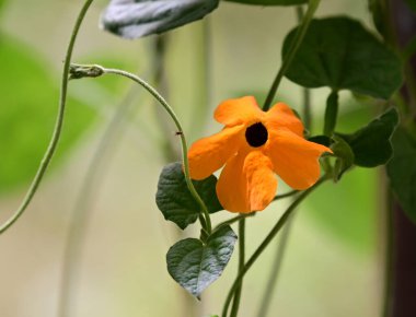 Güneşli yaz gününde bahçede yetişen güzel çiçekler. 