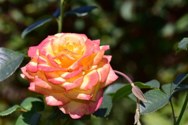 Güneşli bir günde bahçede yetişen güzel bir gül çiçeği. 