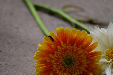 Yerdeki güzel çiçekler, yaz konsepti, yakın manzara.   