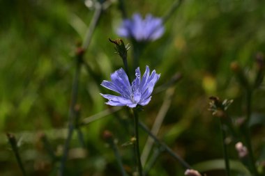 Güneşli yaz gününde bahçede yetişen güzel çiçekler. 