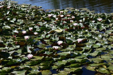 Yaz günü gölette büyüyen güzel nilüferler. 