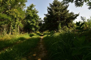 Mavi gökyüzü arka planında yeşil yaz ormanı manzarası 