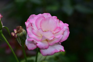 Güneşli yaz gününde bahçede yetişen güzel çiçekler. 