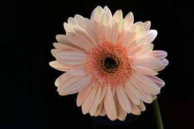 Karanlık arka planda güzel Gerbera çiçeği, yaz konsepti, yakın görüş  