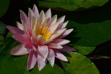 Güzel çiçek açan nilüfer çiçekleri yaz günü gölette büyür.