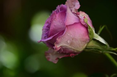 Güneşli yaz gününde bahçede yetişen güzel çiçekler. 