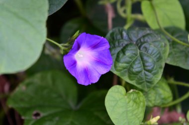 Güneşli yaz gününde bahçede yetişen güzel çiçekler. 