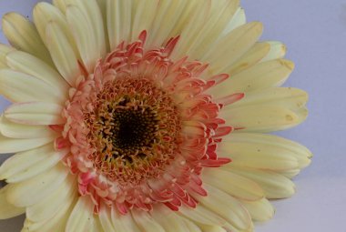 Aydınlık arka planda güzel Gerbera çiçeği, yaz konsepti, yakın görüş  