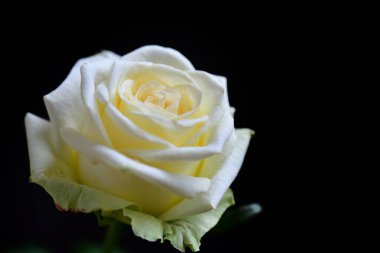 Koyu arkaplanda güzel çiçekler, yaz konsepti, yakın manzara  