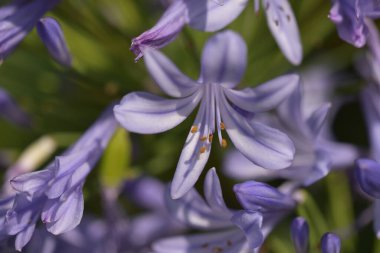 Güneşli yaz gününde bahçede yetişen güzel çiçekler. 