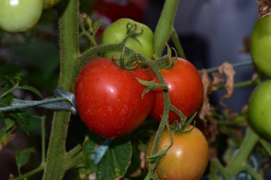 Açık havada yetişen taze domatesler, yaz konsepti, yakın görüş.  