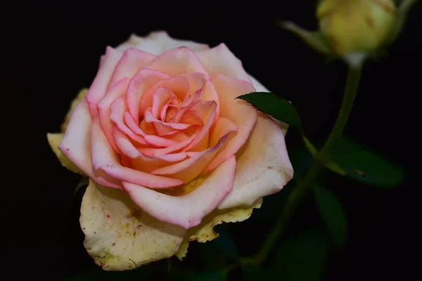 Flores Bonitas Fundo Escuro Conceito Verão Vista Próxima — Fotografia de Stock