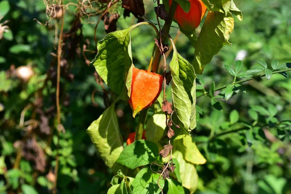 新鮮な熟したオレンジ色のピーマンが屋外で夏の概念を成長させ — ストック写真