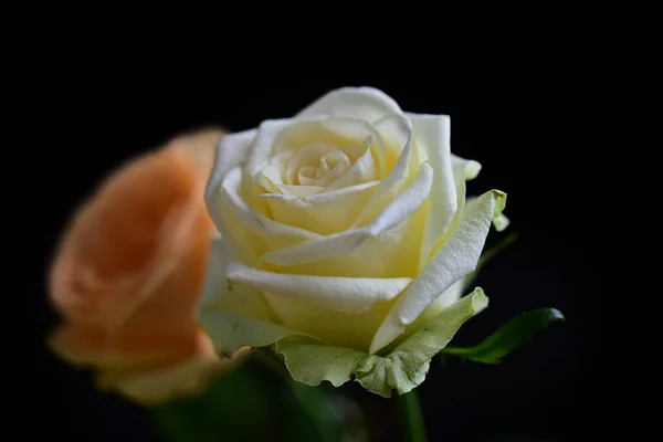 Flores Bonitas Fundo Escuro Conceito Verão Vista Próxima — Fotografia de Stock