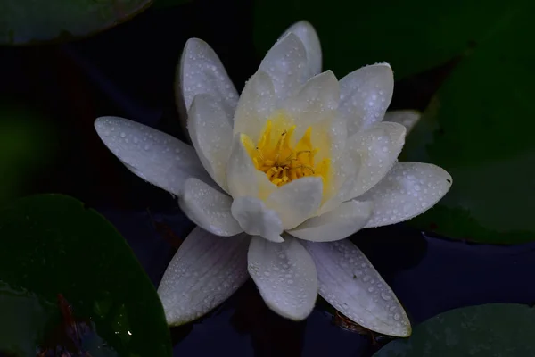 Schön Blühender Lotus Der Sommertag Teich Wächst — Stockfoto