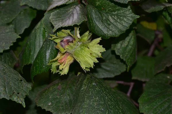 Tree Branches Green Leaves Hazelnuts Close View — Stock Photo, Image