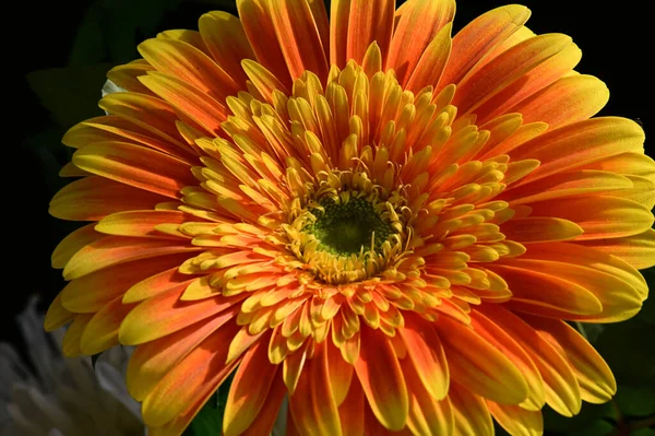 Hermosa Flor Gerberas Sobre Fondo Oscuro Concepto Verano Vista Cercana —  Fotos de Stock