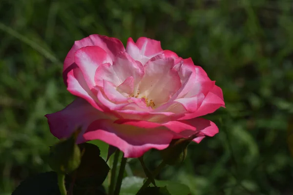 Schöne Blumen Wachsen Garten Sonnigen Sommertag — Stockfoto