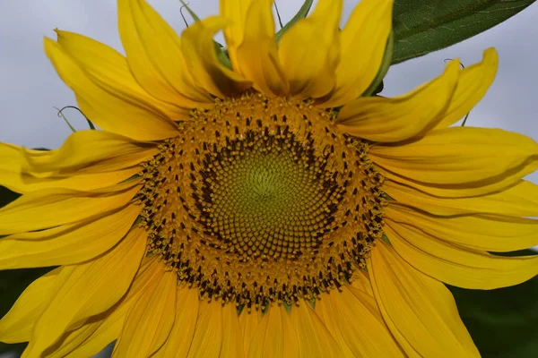 Beau Tournesol Poussant Dans Jardin Journée Ensoleillée Été — Photo