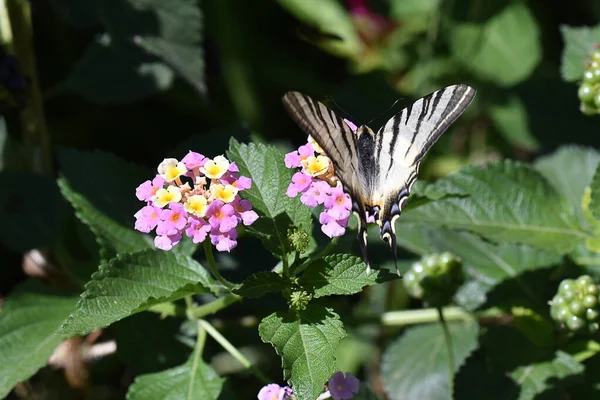 Schmetterling Auf Schönen Blumen Die Garten Sonnigen Sommertag Wachsen — Stockfoto