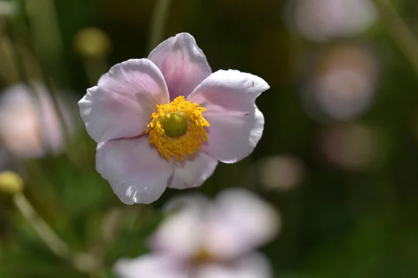 Bellissimi Fiori Che Crescono Giardino Estate Giornata Sole — Foto Stock