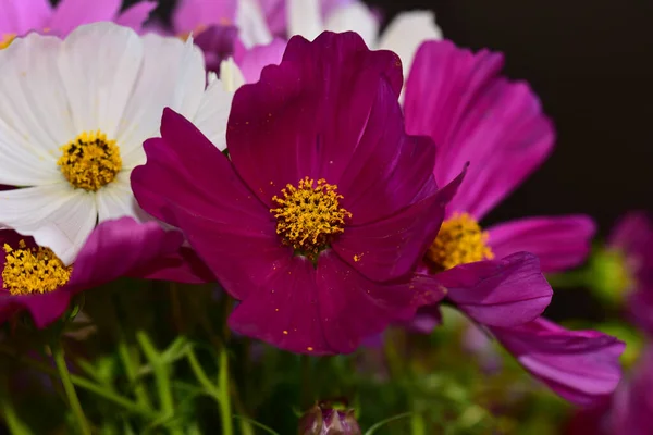 Schöne Blumen Wachsen Garten Sonnigen Sommertag — Stockfoto